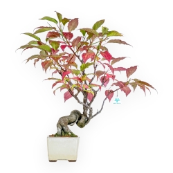 Stachyrus Praecox - 45 cm