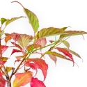 Stachyrus Praecox - 45 cm