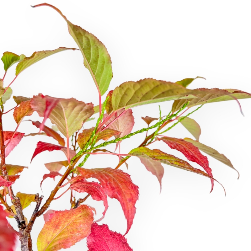 Stachyrus Praecox - 45 cm