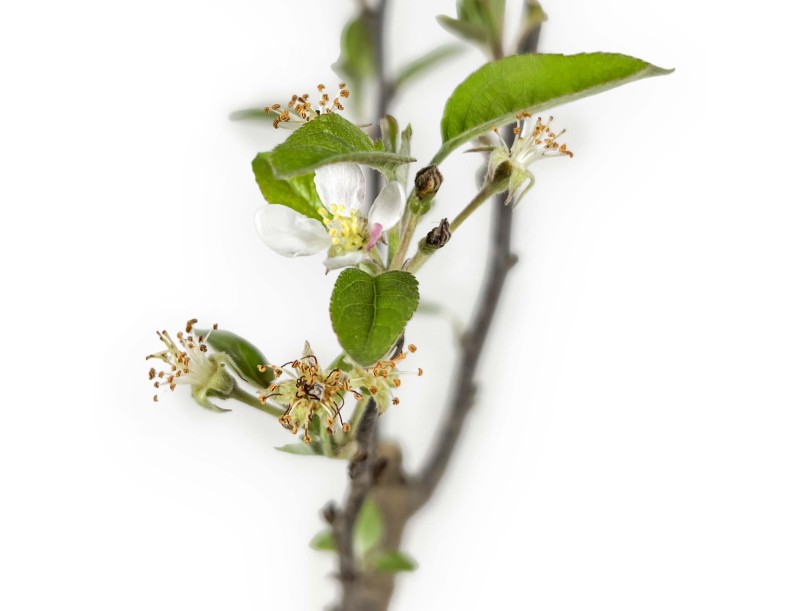 Malus Evereste - Apple tree - 36 cm