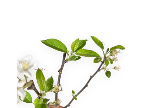 Malus Evereste - Pommier - 36 cm