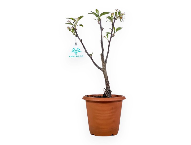 Malus Evereste - Apple tree - 36 cm