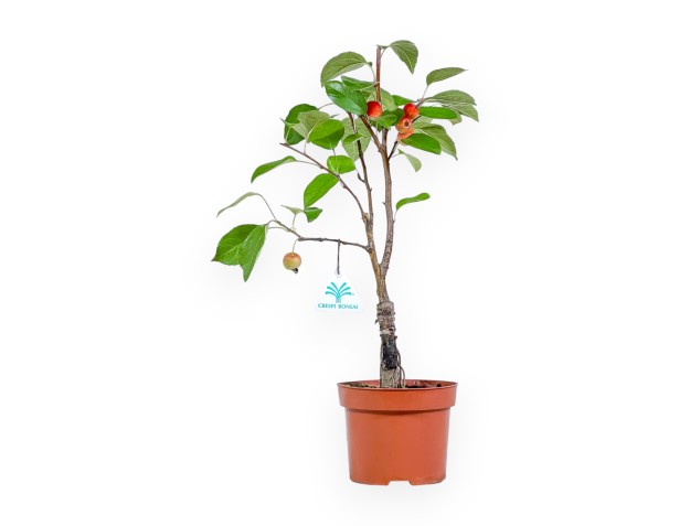 Malus Evereste - Pommier - 36 cm