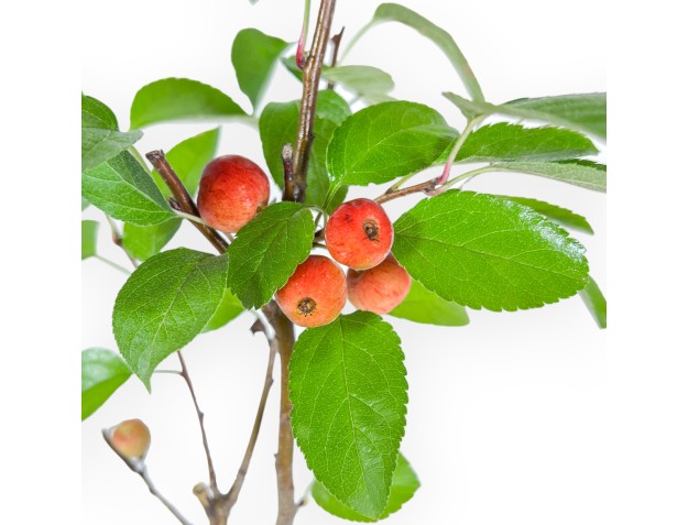 Malus Evereste - Pommier - 36 cm 2
