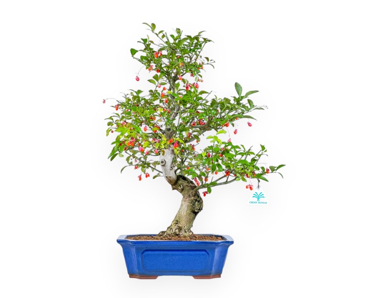 Euonymus Sieboldianus - Evonimo - 54 cm