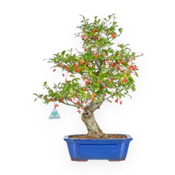 Euonymus Sieboldianus - Evonimo - 54 cm