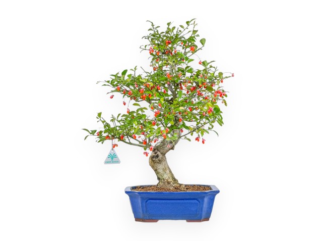 Euonymus Sieboldianus - Evonymus - 54 cm