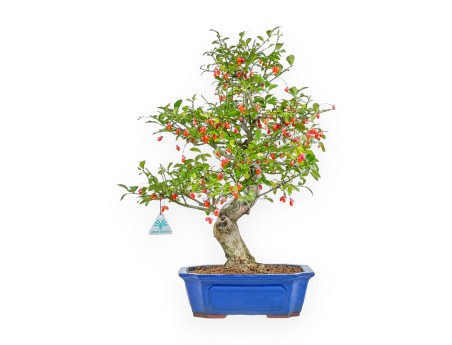 Euonymus Sieboldianus - Spindle - 54 cm