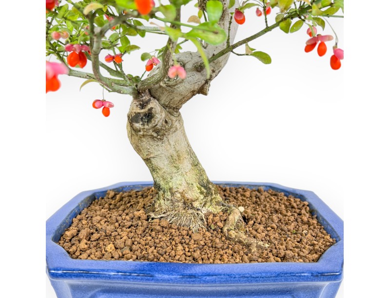 Euonymus Sieboldianus - Fusain - 54 cm