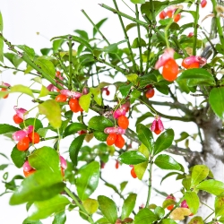 Euonymus Sieboldianus - Evonimo - 54 cm
