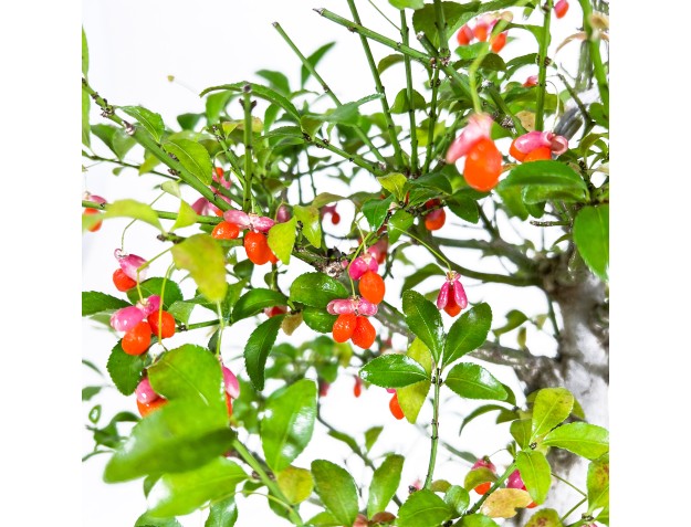 Euonymus Sieboldianus - Evonymus - 54 cm 2