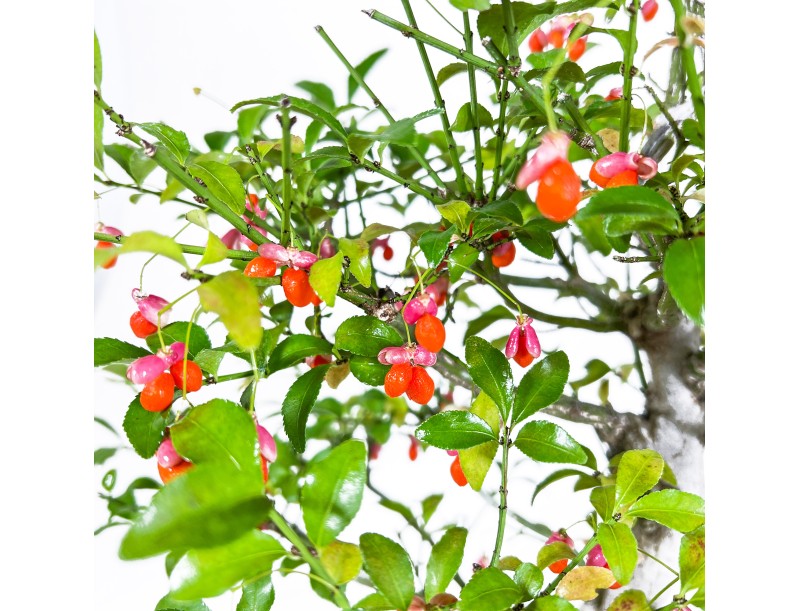 Euonymus Sieboldianus - Spindle - 54 cm