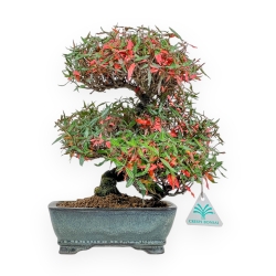 Trachelospermum Asiaticum - Asiatic Jasmine - 27 cm