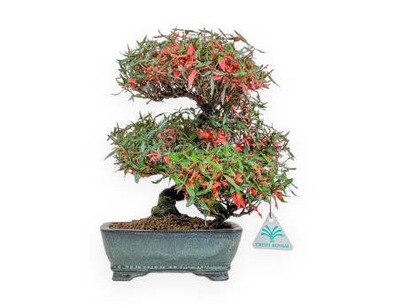 Trachelospermum Asiaticum - Gelsomino Orientale - 27 cm