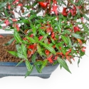 Trachelospermum Asiaticum - Asiatic Jasmine - 27 cm