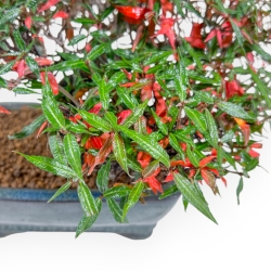 Trachelospermum Asiaticum - Asiatic Jasmine - 27 cm