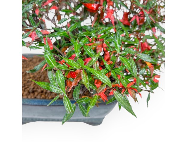 Trachelospermum Asiaticum - Faux Jasmine - 27 cm 2