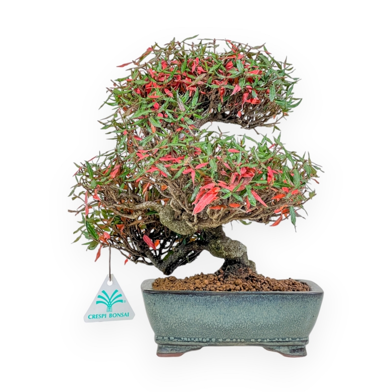 Trachelospermum Asiaticum - Asiatic Jasmine - 27 cm