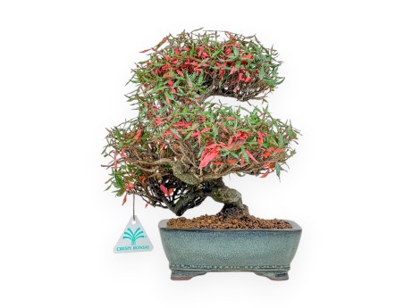 Trachelospermum Asiaticum - Faux Jasmine - 27 cm