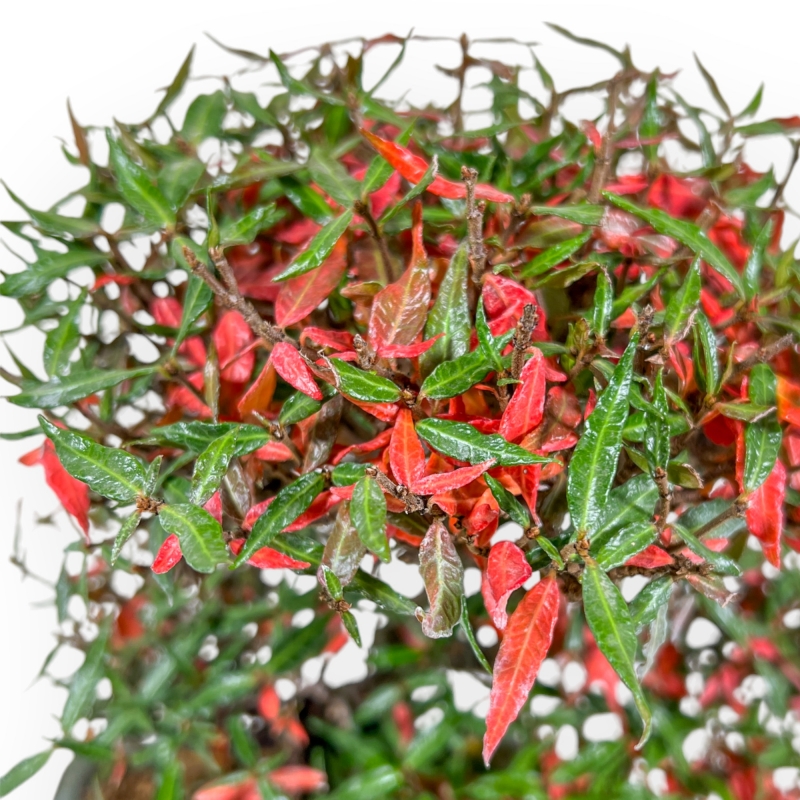 Trachelospermum Asiaticum - Asiatic Jasmine - 27 cm