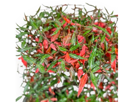 Trachelospermum Asiaticum - Faux Jasmine - 27 cm