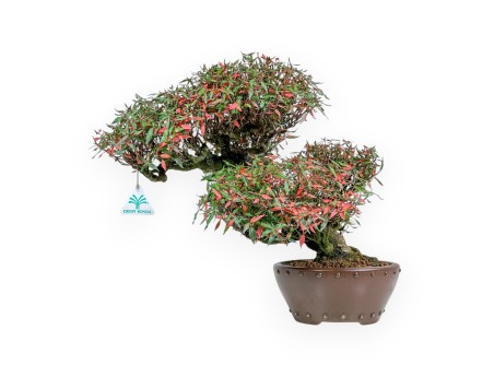 Trachelospermum Asiaticum - Oosterse Jasmijn - 38 cm