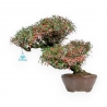 Trachelospermum Asiaticum - Asiatic Jasmine - 38 cm