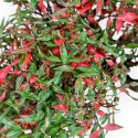 Trachelospermum Asiaticum - Gelsomino Orientale - 38 cm