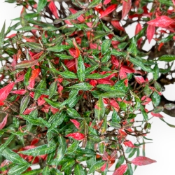 Trachelospermum Asiaticum - Gelsomino Orientale - 38 cm