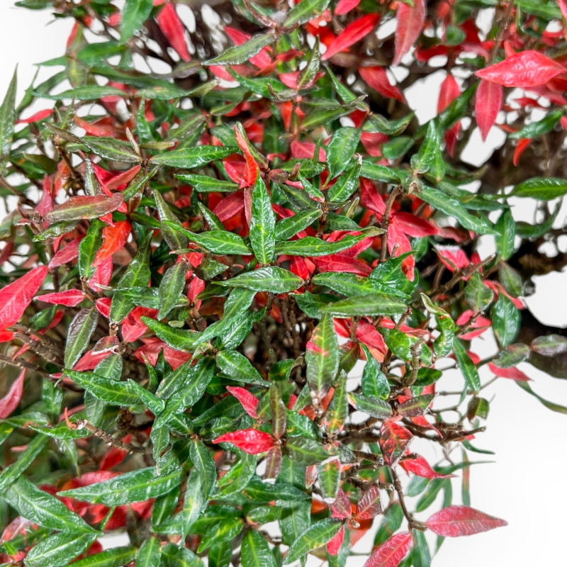 Trachelospermum Asiaticum - Gelsomino Orientale - 38 cm