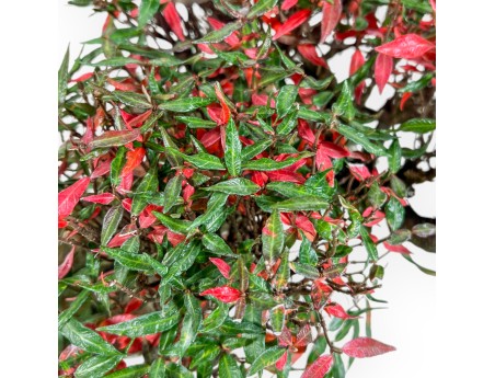 Trachelospermum Asiaticum - Gelsomino Orientale - 38 cm