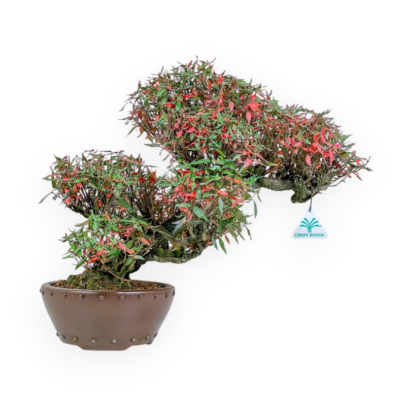 Trachelospermum Asiaticum - Gelsomino Orientale - 38 cm