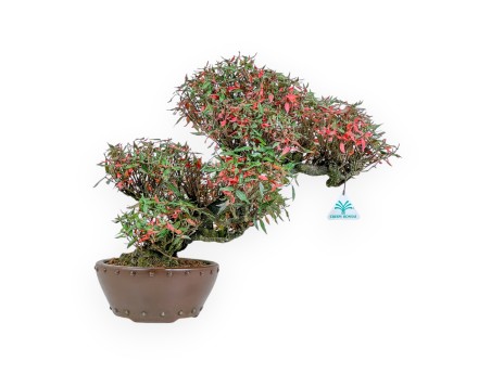 Trachelospermum Asiaticum - Oosterse Jasmijn - 38 cm