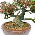 Trachelospermum Asiaticum - Gelsomino Orientale - 38 cm