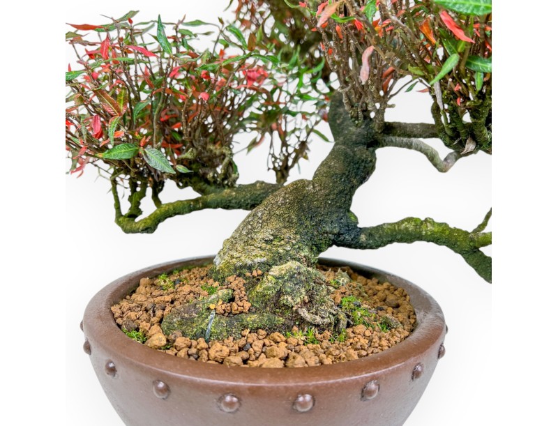 Trachelospermum Asiaticum - Orientalischer Jasmin - 38 cm