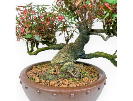 Trachelospermum Asiaticum - Gelsomino Orientale - 38 cm