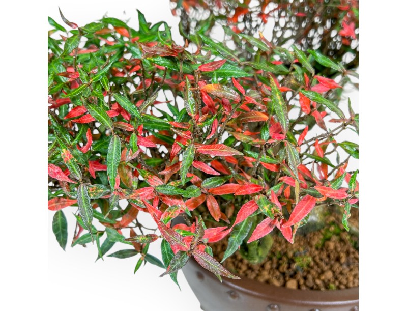 Trachelospermum Asiaticum - Asiatic Jasmine - 38 cm