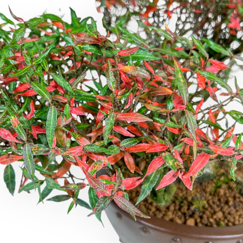 Trachelospermum Asiaticum - Gelsomino Orientale - 38 cm