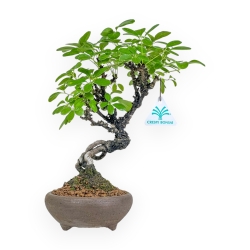 Akebia Quinata - 28 cm