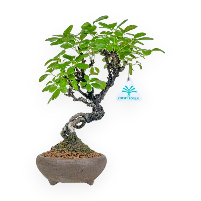 Akebia Quinata - 28 cm
