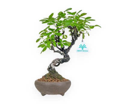 Akebia Quinata - 28 cm