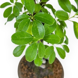 Akebia Quinata - 28 cm