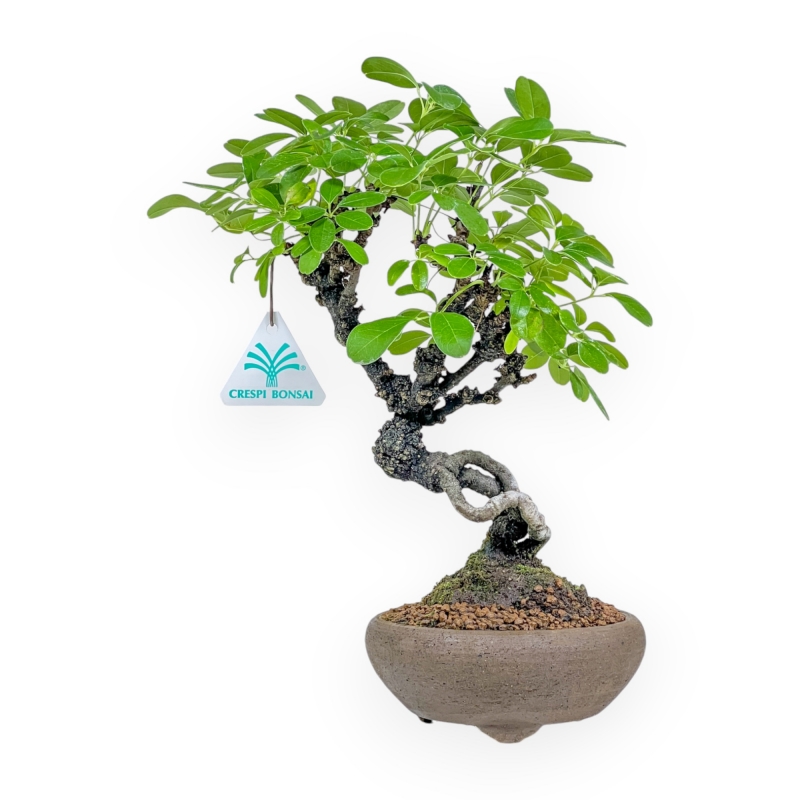 Akebia Quinata - 28 cm