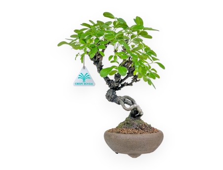 Akebia Quinata - 28 cm