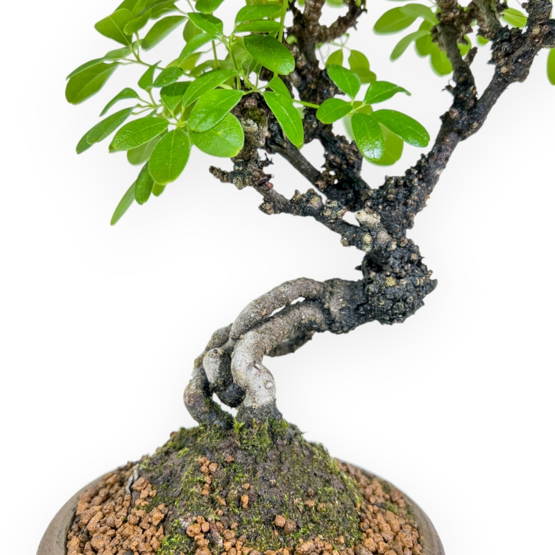 Akebia Quinata - 28 cm