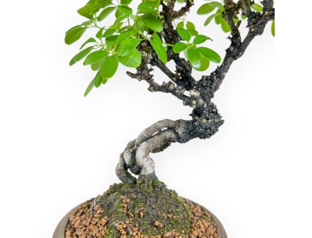 Akebia Quinata - 28 cm