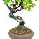 Akebia Quinata - 28 cm