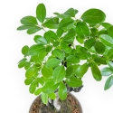 Akebia Quinata - 28 cm