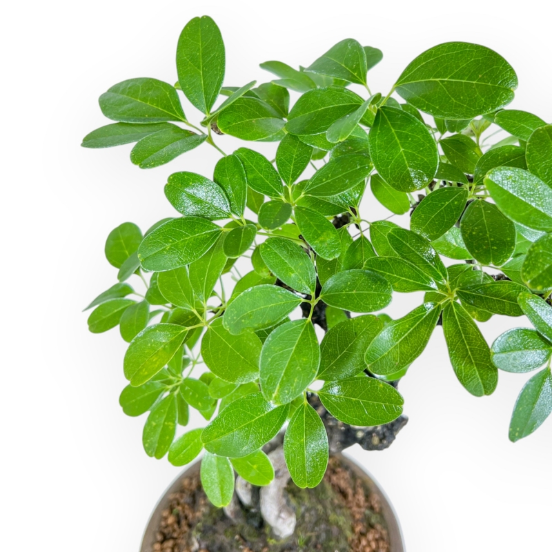 Akebia Quinata - 28 cm
