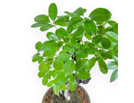 Akebia Quinata - 28 cm